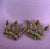 Krewe Royalty Earring